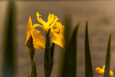 Close-up of yellow flower