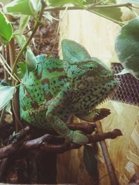 Close-up of a lizard on a branch