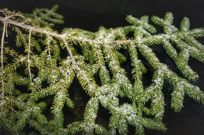 Full frame shot of fresh green plants