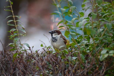 Bird perching on a plant
