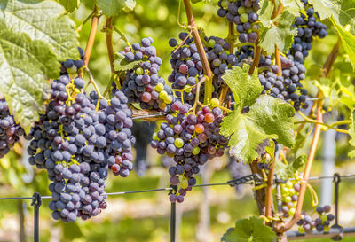 Close-up of grapes growing in vineyard