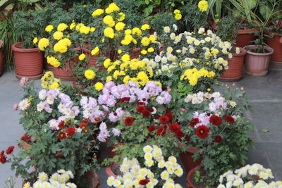 Fresh flowers in pot