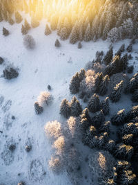 Aerial view of snow covered forest