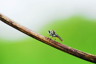 Close-up of insect on leaf