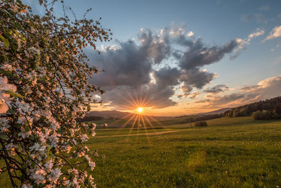 Scenic view of field against sky at sunset