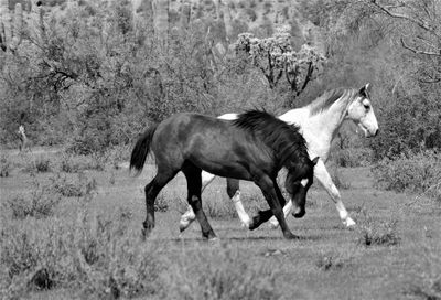 Horse standing in a field