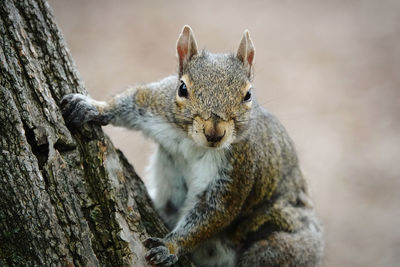 Close-up of squirrel