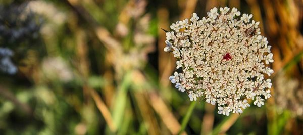 Close-up of flowers