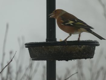 Close-up of bird perching on feeder