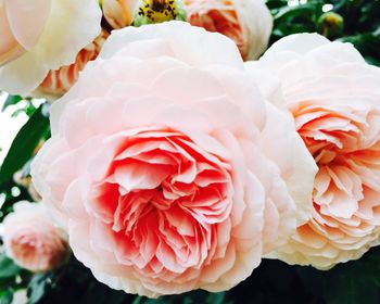 Close-up of pink rose