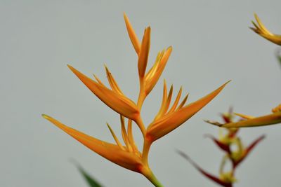 Close-up of  lobster-claw, an orange flowering plant