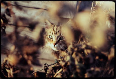 Close-up of kitten on outdoors