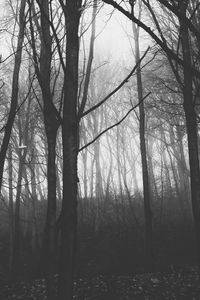 Trees against sky
