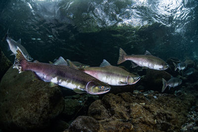 Pink salmon's run in rausu, hokkaido , japan