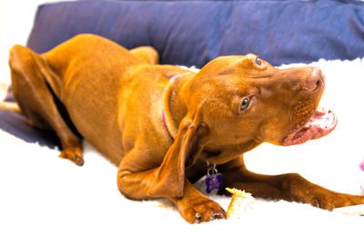 Close-up of dog