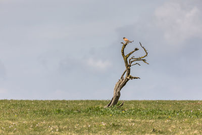 Bird sitting on bare tree at grassy field against cloudy sky