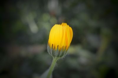 Close-up of yellow flower