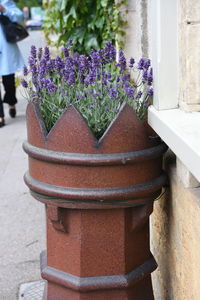 Close-up of potted plant