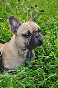 Close-up portrait of dog