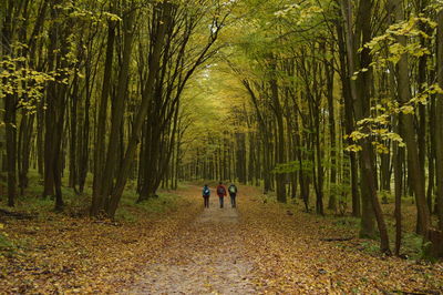 Rear view of people walking on pathway along trees