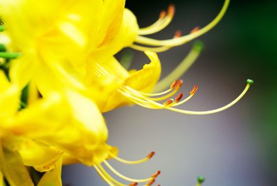 Close-up of yellow flowering plant