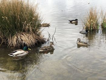 High angle view of mallard ducks swimming in lake