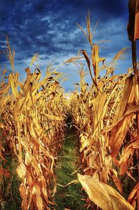 Crops growing on field against sky