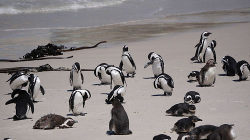 High angle view of birds on beach