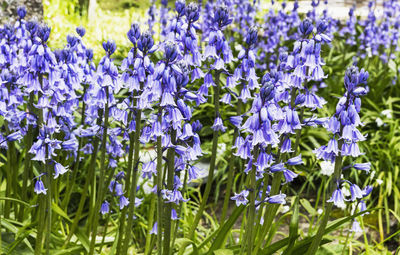 Close-up of purple lavender flowers on field