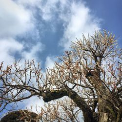 Low angle view of bare tree against sky