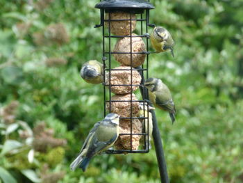 Close-up of bird perching on feeder