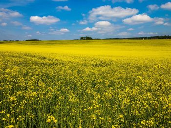 Scenic view of oilseed rape field against sky