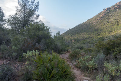 Scenic view of trees and mountains against sky