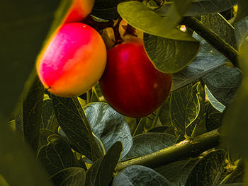 Close-up of fruits growing on tree