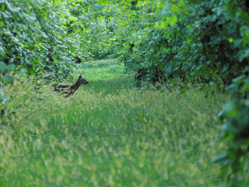 Bird flying over grass