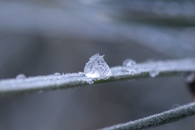 Macro shot of frozen drop on stem
