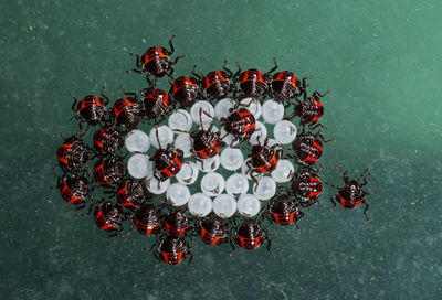 High angle view of christmas decoration on table