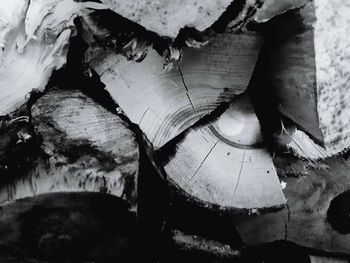 Close-up of log in forest