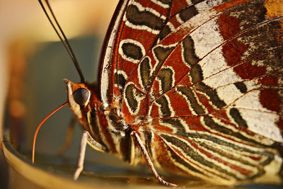 Close-up of butterfly