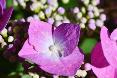 Close-up of pink flowers blooming outdoors