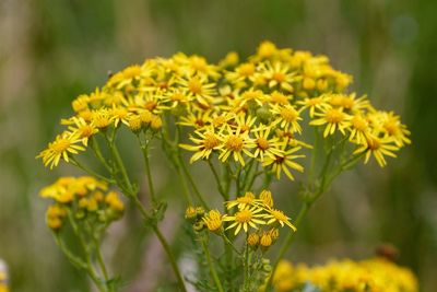 Close-up of yellow flower blooming in field