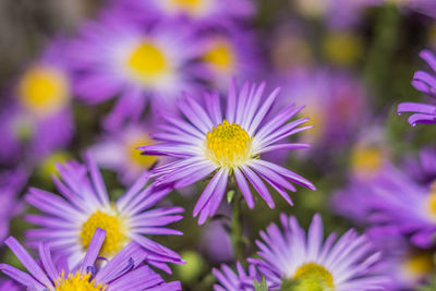 Close-up of purple daisy flowers blooming in park
