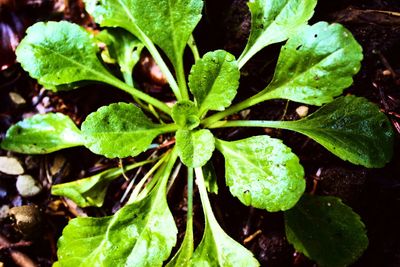 Close-up of green leaves