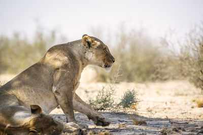 Lioness looking away