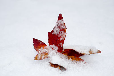 High angle view of frozen leaf on snow