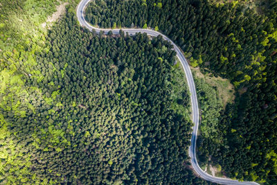 Aerial view of road amidst forest