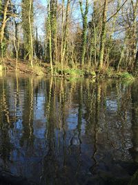 Reflection of trees in lake