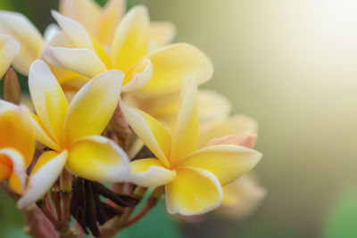 Close-up of yellow flowering plant