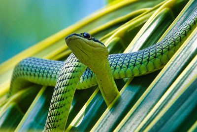 Close-up of golden tree snake on tree