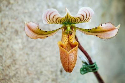 Close-up of pink iris flower